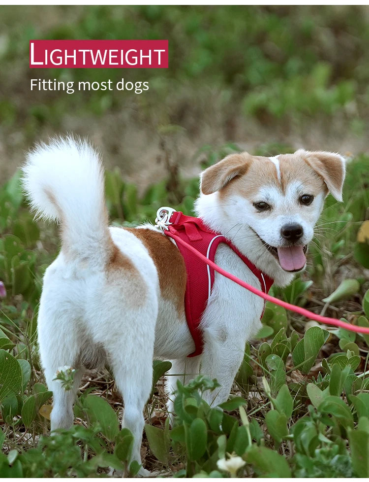 Get safer outdoor walks with this Adjustable Reflective Dog Harness and Leash Set. Ideal for small and medium dogs, it offers secure control, visibility, and comfort—perfect for Chihuahuas, Dachshunds and everyday pet walking.